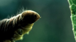 AMF Caterpillar commercial still